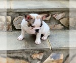 Small Photo #2 French Bulldog Puppy For Sale in DENVER, NC, USA
