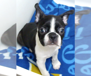 Boston Terrier Puppy for Sale in BENEDICT, Kansas USA