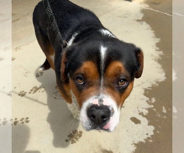 Medium Photo #2 Mutt Puppy For Sale in Tarrytown, GA, USA