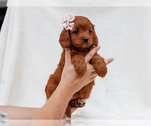 Medium Photo #5 Cavapoo-Poodle (Toy) Mix Puppy For Sale in LIBERTY, KY, USA