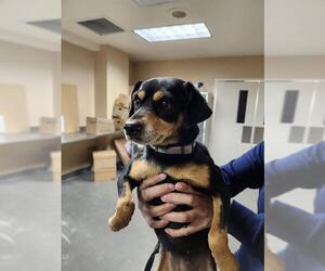 Chihuahua Dogs for adoption in San Antonio, TX, USA