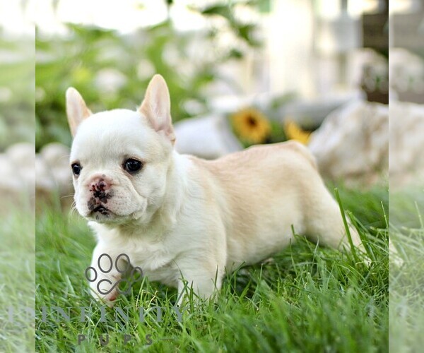 Medium Photo #3 French Bulldog Puppy For Sale in RONKS, PA, USA