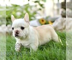 Small #2 French Bulldog