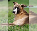 Small #6 American Staffordshire Terrier Mix