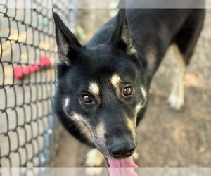 Siberian Husky-Unknown Mix Dogs for adoption in Tulsa, OK, USA