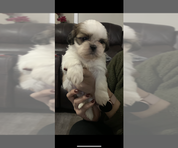 Medium Photo #2 Shih Tzu Puppy For Sale in EAST FREETOWN, MA, USA