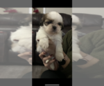 Small Photo #2 Shih Tzu Puppy For Sale in EAST FREETOWN, MA, USA