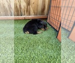 Puppy Dodger Rottweiler