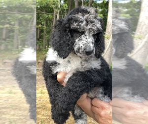 Poodle (Standard) Puppy for Sale in COMMERCE, Georgia USA