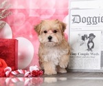 Small Photo #1 YorkiePoo Puppy For Sale in BEL AIR, MD, USA