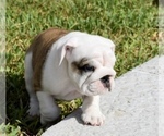 Small Photo #20 Bulldog Puppy For Sale in JACKSONVILLE, FL, USA