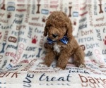 Small #2 Cockapoo (Miniature)