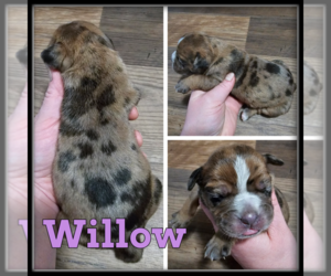Border Collie Puppy for sale in WHEELER, MI, USA