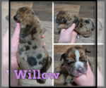 Image preview for Ad Listing. Nickname: Willow