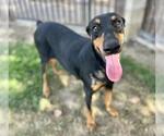 Small #1 Doberman Pinscher
