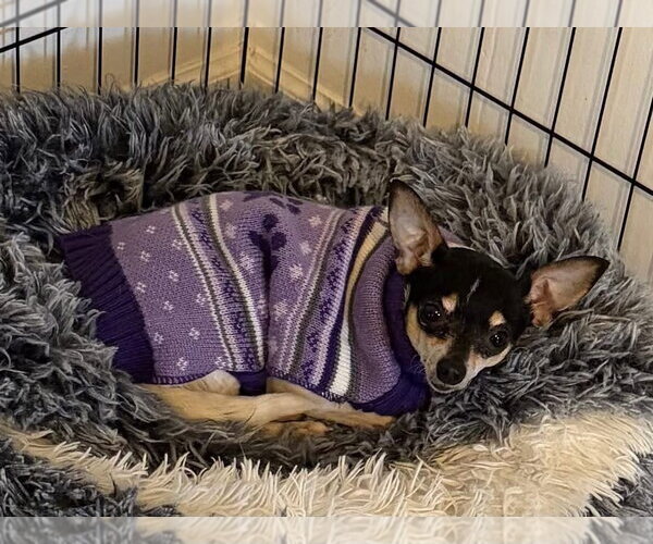 Medium Photo #4 Chihuahua-Unknown Mix Puppy For Sale in Hillsboro, MO, USA