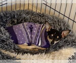 Small #3 Chihuahua Mix