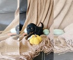Small Photo #4 Dachshund Puppy For Sale in GREENWOOD, WI, USA