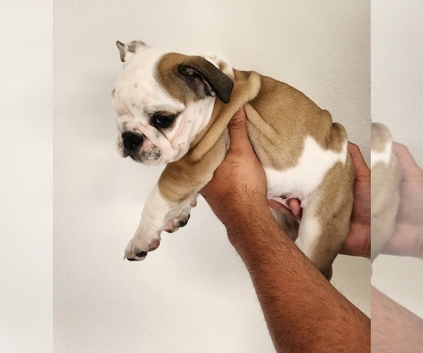 Medium Photo #2 Bulldog Puppy For Sale in MENIFEE, CA, USA