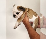 Small Photo #2 Bulldog Puppy For Sale in MENIFEE, CA, USA