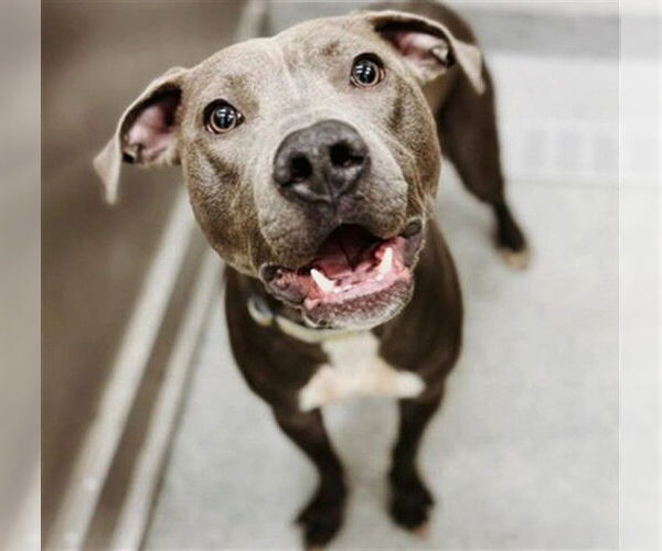 Medium Photo #2 American Pit Bull Terrier Puppy For Sale in Aurora, IL, USA