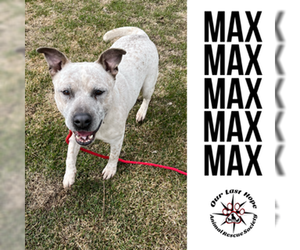 Red Heeler-Staffordshire Bull Terrier Mix Dogs for adoption in Princeton, British Columbia, Canada
