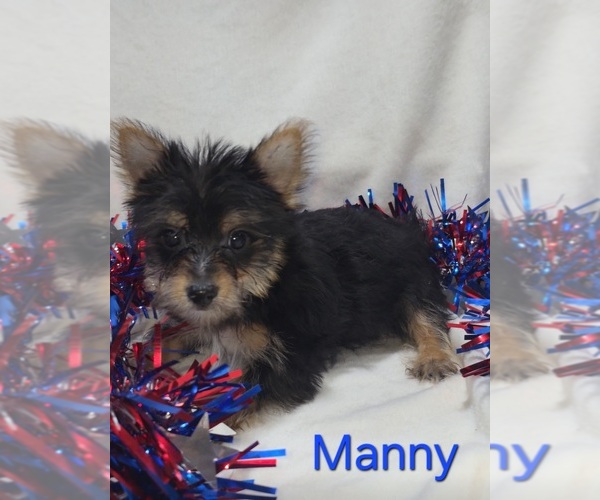 Medium Photo #1 Yorkshire Terrier Puppy For Sale in AZLE, TX, USA