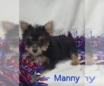 Small Yorkshire Terrier