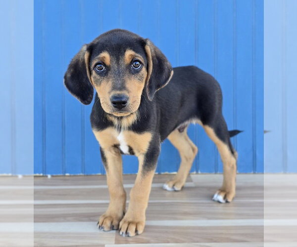 Medium Photo #1 Australian Shepherd-Unknown Mix Puppy For Sale in Lakewood, CO, USA