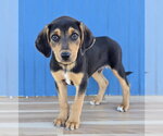 Hans - Male Australian Shepherd-Unknown Mix Dog for Adoption - Small photo