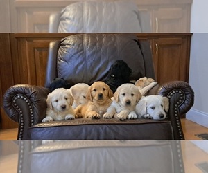 Goldendoodle Puppy for sale in DAWSONVILLE, GA, USA
