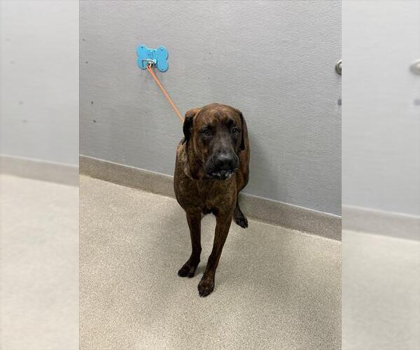 Medium Photo #1 Mastiff-Unknown Mix Puppy For Sale in Las Vegas, NV, USA