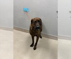 Mastiff-Unknown Mix Dogs for adoption in Las Vegas, NV, USA