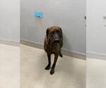 Small Mastiff Mix