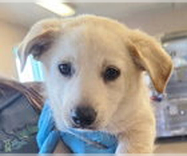 Medium Photo #2 Mutt Puppy For Sale in Fremont, CA, USA