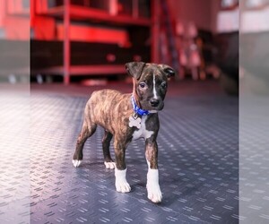 American Staffordshire Terrier-Staffordshire Bull Terrier Mix Dogs for adoption in Holly Springs, NC, USA