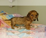 Small #2 Dachshund