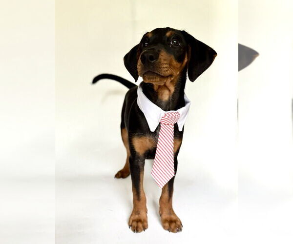 Medium Photo #9 Mutt Puppy For Sale in Evansville, IN, USA