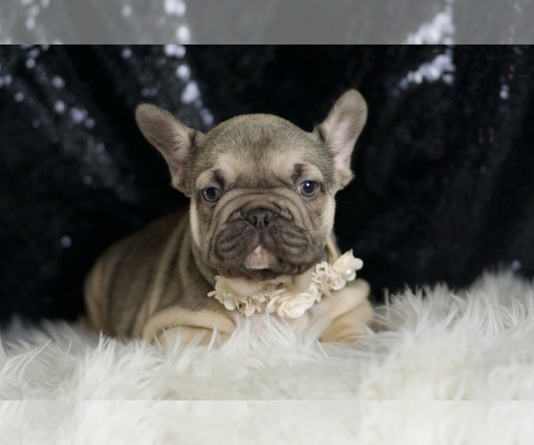 Medium Photo #10 French Bulldog Puppy For Sale in WARSAW, IN, USA