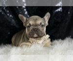 Small #9 French Bulldog