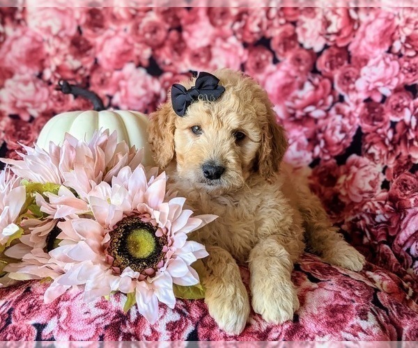Medium Photo #7 Goldendoodle Puppy For Sale in PEACH BOTTOM, PA, USA