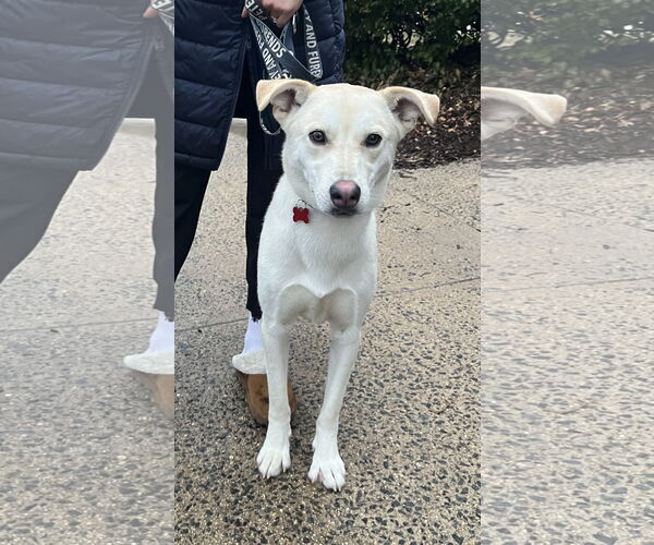 Medium Photo #2 Mutt Puppy For Sale in Rockville, MD, USA