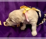 Small Photo #5 Goldendoodle-Poodle (Standard) Mix Puppy For Sale in BATON ROUGE, LA, USA