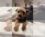 Small #4 Mutt