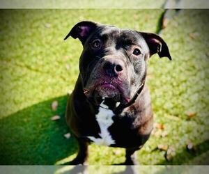 Labrador Retriever-Unknown Mix Dogs for adoption in Orlando, FL, USA