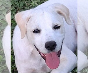 Labbe Dogs for adoption in Cookeville, TN, USA