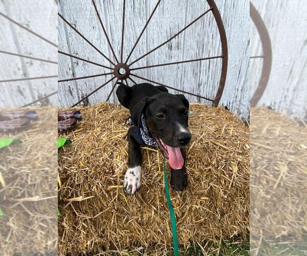 Medium Photo #4 Labrador Retriever-Unknown Mix Puppy For Sale in Rocky Mount, NC, USA