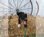 Small #3 Labrador Retriever Mix