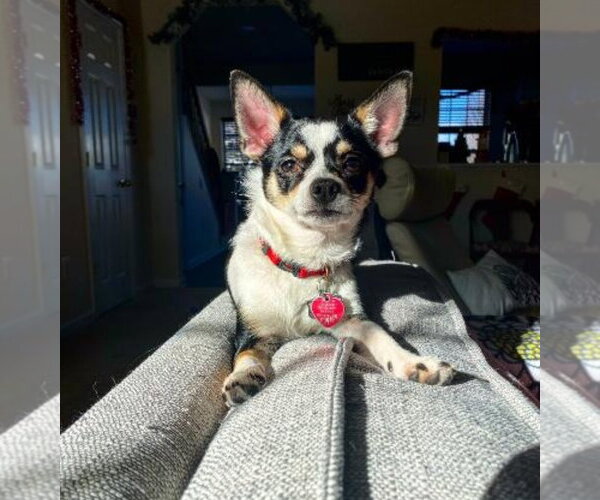 Medium Photo #6 Chihuahua Puppy For Sale in Westminster, MD, USA