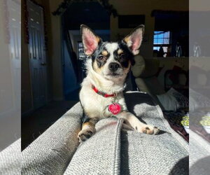 Marvin - Male Chihuahua Dog for Adoption - Photo #6